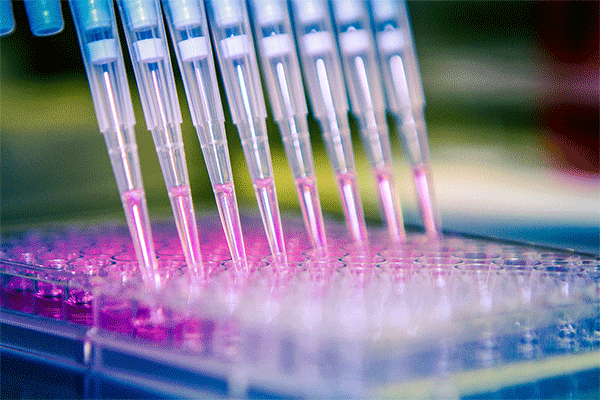 Detail image of liquid being distributed using a multichannel Pipette into a 96-cell culture plate. 